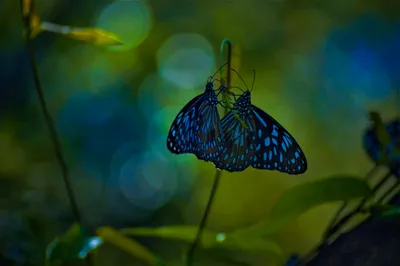 A delicate capture of butterflies fluttering in their natural habitat.