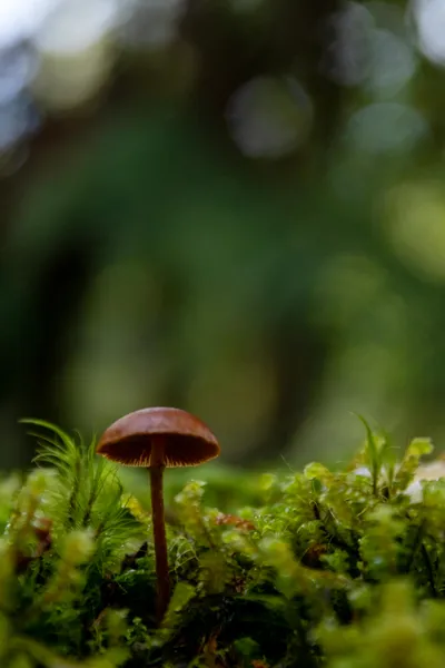 A detailed close-up of a lone mushroom growing in the wild.