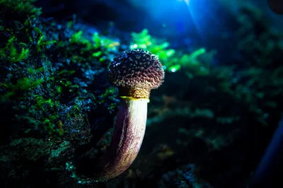 A macro shot focusing on the bulb of a mushroom, showcasing its texture.