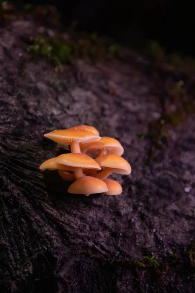 A group of mushrooms captured in their natural environment, rich in detail.